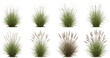 © Hosneara - Set of realistic pampas grass and decorative garden weeds vector illustrations featuring various tall ornamental plants for landscape design outdoor architecture and botanical visualization projects.