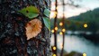 © joll - Close up of tree bark with green and autumn leaves wet with dew with blurred forest lake and bokeh lights in background at sunset