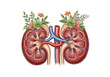 © MDSADDAMHOSSAN - Anatomy of human kidney with flowers on top