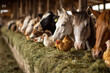 © Julia - Farm Animals Eating Green Haylage from Trough Cows Horses Sheep Goats and Chickens Close Up Scene