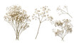 © Theresa - Photograph of delicate white baby's breath flowers with small stems, isolated on transparent background.