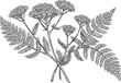 © Purple_Lamp - Illustration of yarrow plant with flowering clusters and fern like leaves detailed botanical drawing