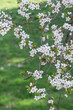 © Ekaterina - Trailing Blossom Spray Over Green Lawn With Small White Flowers Scattered Across Thin Branches, Gentle Breeze Suggested By Angled Stems, Fresh Seasonal Mood For Gardening And Wellness Imagery.