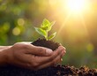 © and - hands planting seedlings, eco green photo concept