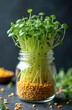 © Viktor - Fenugreek sprouts grow in glass jar. Tiny green plants emerge from soaked seeds. Healthy food source is ready for harvest. Natural cultivation, superfood nutrition.