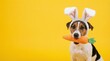 © Arthur Woods - Cute Jack Russell Terrier dog wearing white bunny ears and holding a toy carrot in its teeth on yellow background. Easter pet concept