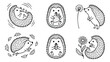 © labirint - Outline icon set of 6 hedgehogs featuring seasonal activities with strawberry, dandelion, flower and autumn leaves for nature design