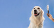 © Prostock-studio - A dog sits still as its owner brushes its fur with a grooming tool. The background is a solid blue color, making the scene simple and focused.