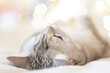 © svetograph - Scottish straight cat lies on his back bokeh from lights in the background. Cat upside down. Close up white cat face. Favorite pets, cat food.