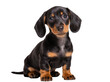 © Aoife - Isolated adorable black and tan dachshund puppy sitting and looking at camera with innocent eyes