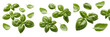 © SultanRahi - Basil leaves (Ocimum basilicum) sweet green herb leaves isolated on white background, italian basil produce
