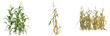 © DH Tree Stock - Zea mays tree, elevation, front view, cutout, transparent background, isolate, Field of dry corn stalks, agricultural scene, autumn harvest, rural landscape, golden colors.
