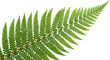 © Anwar - A Vibrant Green Fern Leaf Branch Detailed Botanical Element isolated on transparent background