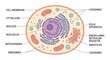 © Meidina Revi - Animal Cell Anatomy