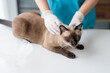 © Charlie's - Vet surgeon. Siamese Cat on examination table of veterinarian clinic. Veterinary care. Vet doctor and Siamese cat