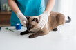 © Charlie's - Vet surgeon. Siamese Cat on examination table of veterinarian clinic. Veterinary care. Vet doctor and Siamese cat
