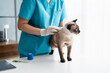 © Charlie's - Vet surgeon. Siamese Cat on examination table of veterinarian clinic. Veterinary care. Vet doctor and Siamese cat