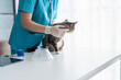 © Charlie's - veterinarian examining disabled three legged cat on examination table at veterinary clinic showing special needs pet care and compassion