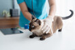 © Charlie's - Vet surgeon. Siamese Cat on examination table of veterinarian clinic. Veterinary care. Vet doctor and Siamese cat
