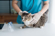 © Charlie's - veterinarian examining disabled three legged cat on examination table at veterinary clinic showing special needs pet care and compassion