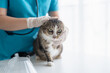 © Charlie's - veterinarian examining disabled three legged cat on examination table at veterinary clinic showing special needs pet care and compassion