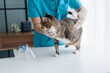 © Charlie's - veterinarian examining disabled three legged cat on examination table at veterinary clinic showing special needs pet care and compassion