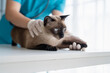© Charlie's - Vet surgeon. Siamese Cat on examination table of veterinarian clinic. Veterinary care. Vet doctor and Siamese cat