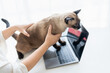 © Charlie's - Vet surgeon. Siamese Cat on examination table of veterinarian clinic. Veterinary care. Vet doctor and Siamese cat