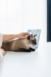 © Charlie's - Vet surgeon. Siamese Cat on examination table of veterinarian clinic. Veterinary care. Vet doctor and Siamese cat