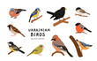 © tanyabosyk - Ukrainian birds big vector collection with blackbird, bullfinch, chaffinch, greenfinch, jay, sparrow, blue tit and nuthatch. Flat ornithology illustration of European forest and garden species set