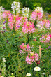© Aggi Schmid - Spinnenblume oder Spinnenpflanze (Tarenaya hassleriana) Blumenbeet