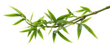 A fresh green bamboo branch with leaves isolated on white background. This image is suitable for use in nature and wellness related projects.