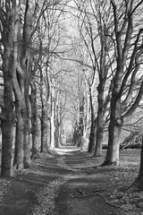  Timeless black and white photograph of a majestic beech tree avenue in the Kaapse Bossen. Dramatic light and shadows emphasize the texture of the trunks and the winding path.