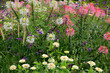 © Aggi Schmid - Spinnenblume oder Spinnenpflanze (Tarenaya hassleriana) im Blumenbeet