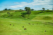 © NZstockphoto - Cows grazing on lush green grass in open fields. Rolling hills and trees are under a clear sky