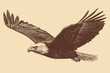© PanzaDesign - Vector drawing of a flying bald eagle silhouette. Vintage American outdoor style.