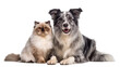© PROSTOCK - Fluffy Ragdoll cat and a happy Border Collie dog sitting together, isolated on transparent background