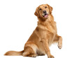 © Francisco - Happy Golden Retriever dog sitting with a raised paw, looking at the camera, isolated on transparent background, a friendly companion PNG