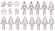 © GW - Human body anatomy with muscles diagram, full figures and specific views.