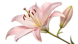 pink lily isolated on transparent background