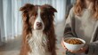 © LifeFree studio - Attentive brown and white border collie beside a woman holding a bowl of dog food at home, premium pet nutrition and loyal companionship concept in soft beige and chestnut tones