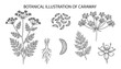 © BlackVectors - Botanical vector illustration of caraway plant, seeds, root, flower, and leaves on transparent background