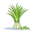 © FryArt - Fresh bundle of green lemongrass stalks and cut pieces isolated on white