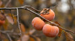 © Adis N. Tyas - Persimmons with powdered surface hanging from tree branch, against a warm autumn background. Common Asian fruit perfect for snacking time and good for health