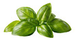 © Johanna - Vibrant fresh basil sprig with glossy dark green leaves showcasing natural texture and detail, isolated on transparent background for culinary designs
