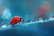 © Fros - Ladybug perched on a blade of grass with water droplets in a macro shot