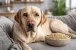© whitestorm - A calm and attentive golden Labrador Retriever dog resting on a sofa next to a bowl of kibble.