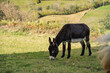 © Yar - Dark brown donkey walking on a lush green mountain pasture in Asturias, Spain