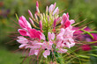 © Aggi Schmid - Spinnenblume oder Spinnenpflanze (Tarenaya hassleriana) im Blumenbeet