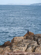 © dreakrawi - Rückansicht eines einzigen Anglers auf den Felsen von La Coruna